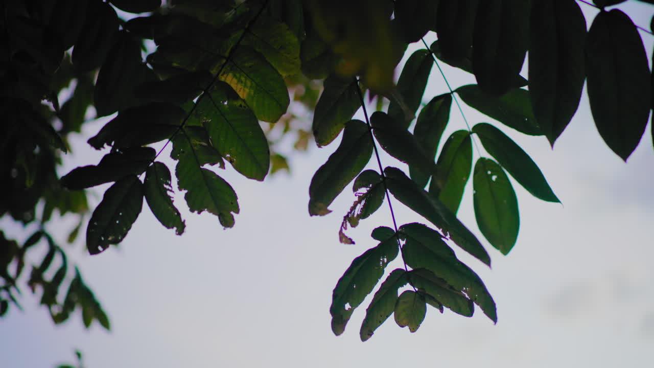 Vista ascendente del cielo bajo la copa de un árbol otoñal con hojas verdes que se balancean con la brisa natural, bordes desgastados silueteados contra nubes suaves al atardecer, composición minimalista para un fondo de naturaleza estacional