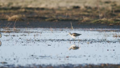 Alimentación-De-Archibebe-Común-Durante-La-Migración-De-Primavera-Humedales-De-Pradera-Inundada