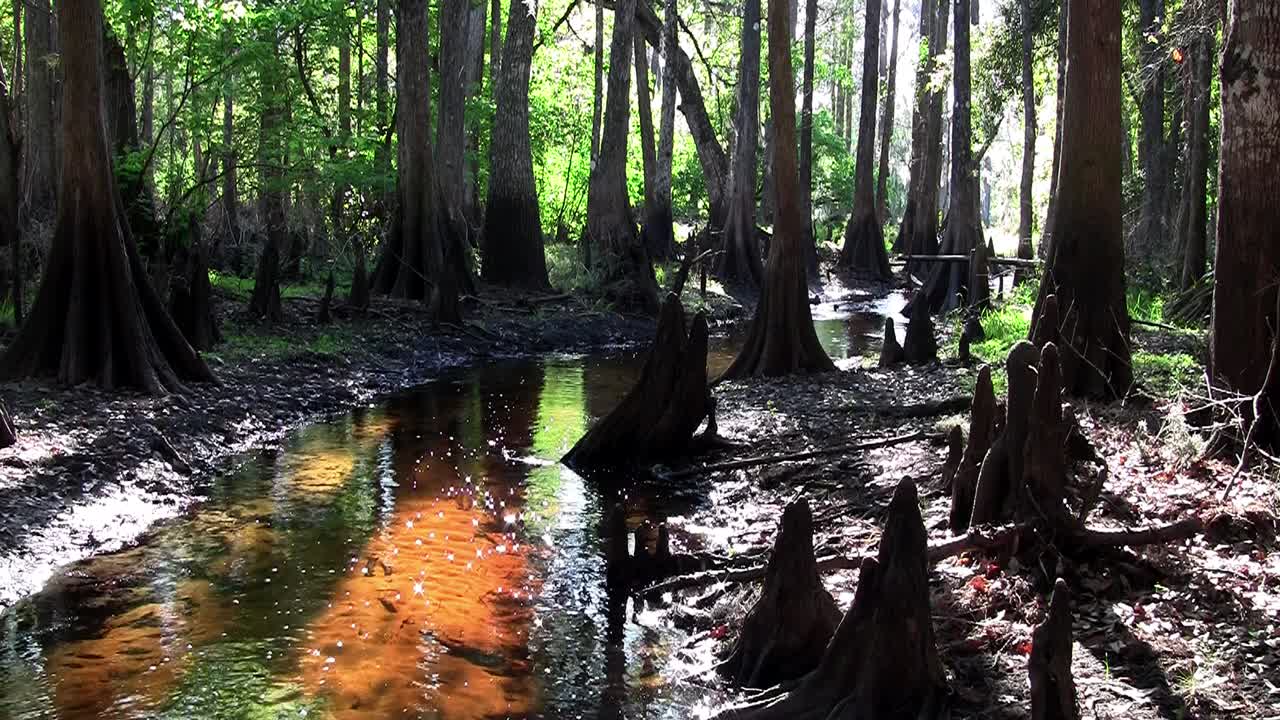 에버글레이즈에 있는 커피 색 늪의 고정 샷