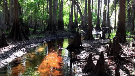 Stationäre-Aufnahme-Eines-Kaffeefarbenen-Sumpfes-In-Den-Everglades