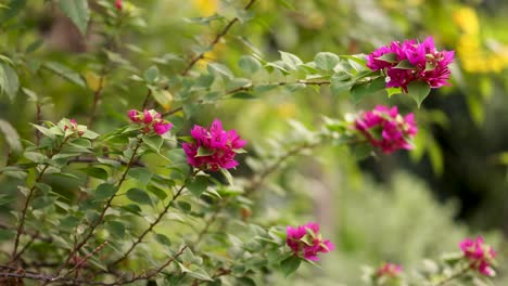 las flores de buganvilla se balancean suavemente en la brisa.