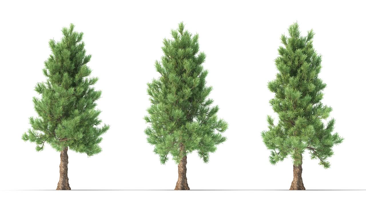 Albero su sfondo bianco con canale alfa opaco