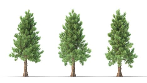 tree on a white background with matte alpha