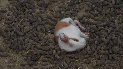 sick newborn guinea pig laying down in livestock farm