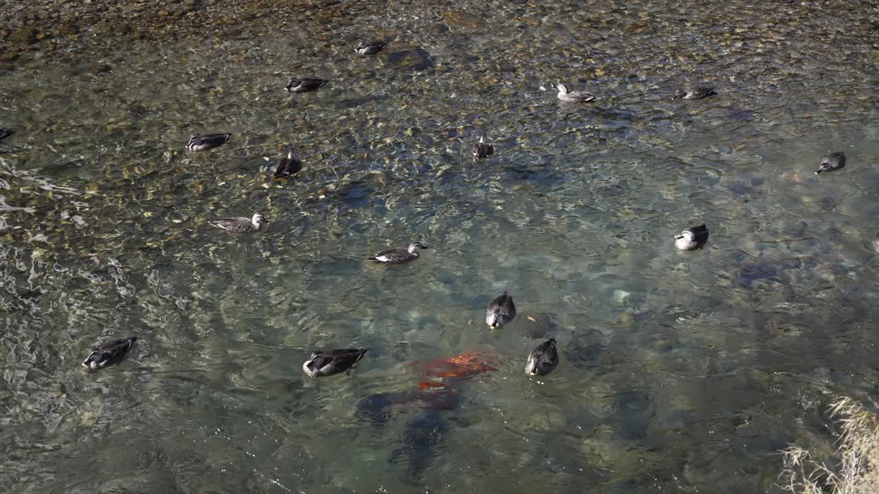 Many ducks swimming and searching for food in a river with clear water and visible rocks and koi carps. slow motion