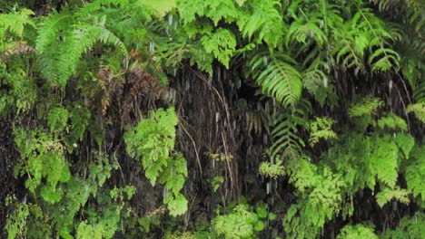 rain on ferns