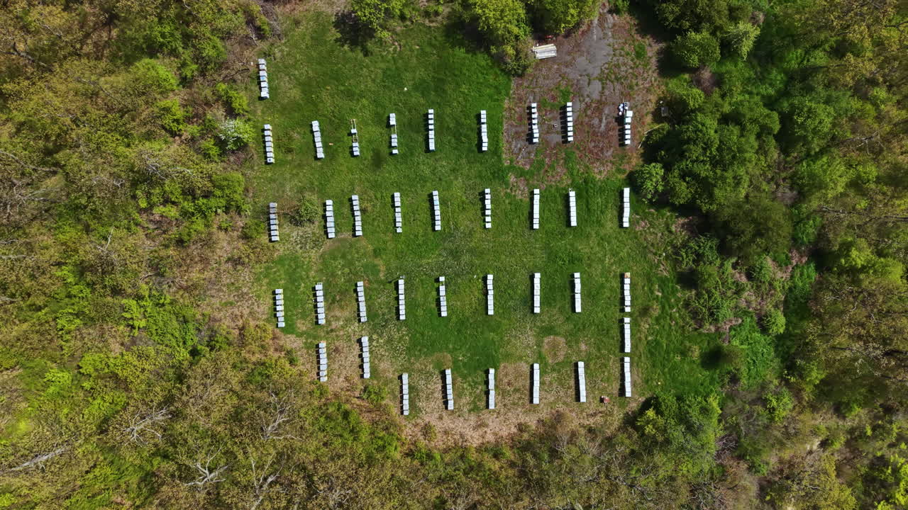 Le api si radunano in un apiario in un campo all'aperto con molte arnie di giorno, in un ambiente naturale con una ricca vegetazione.