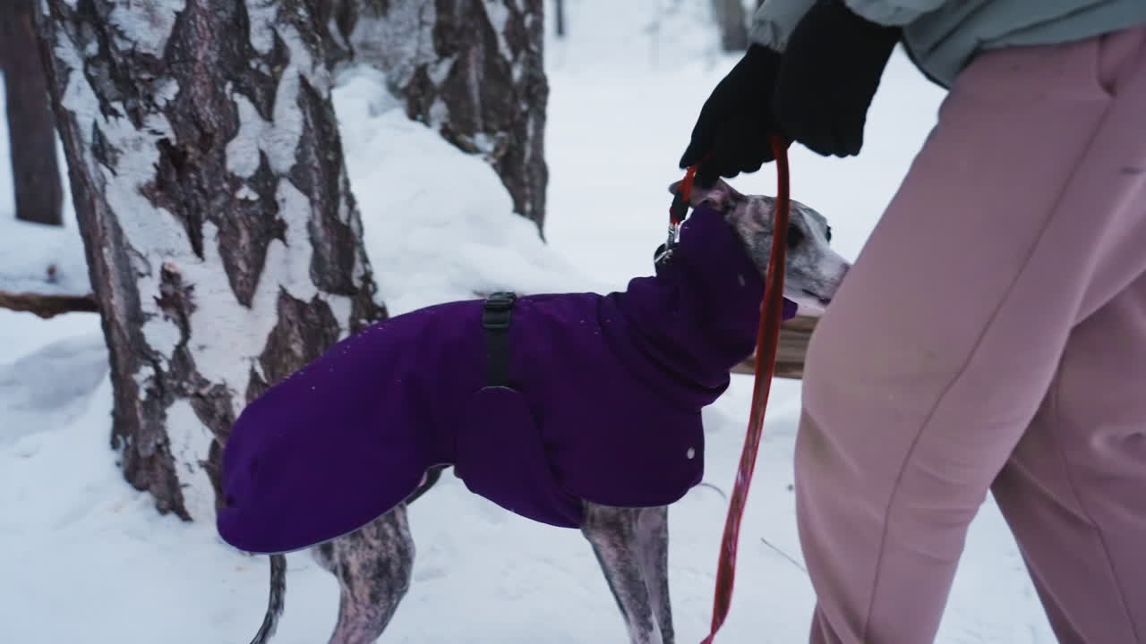 Greyhound in purple coat sniffs snowy tree trunk during winter walk in forest while on red leash, surrounded by snow and pine trees, rear view of dog focused on scent, humans partially visible nearby