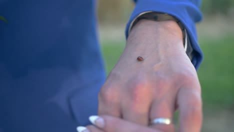 mariquita en manos de recién casados. mariquita arrastrándose