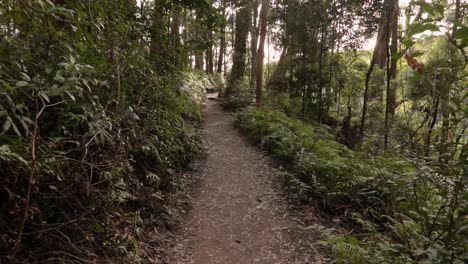 Hand-held-footage-of-Purlingbrook-Falls-walk,-Springbrook-National-Park,-Gold-Coast-Hinterland,-Queensland,-Australia