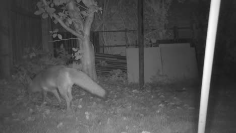 an urban fox sniffing for food in the long grass