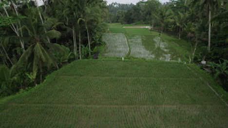 Toma-Aérea-De-Campos-De-Arroz-Exóticos-De-Bali-Rodeados-De-Palmeras-En-Un-Día-Nublado