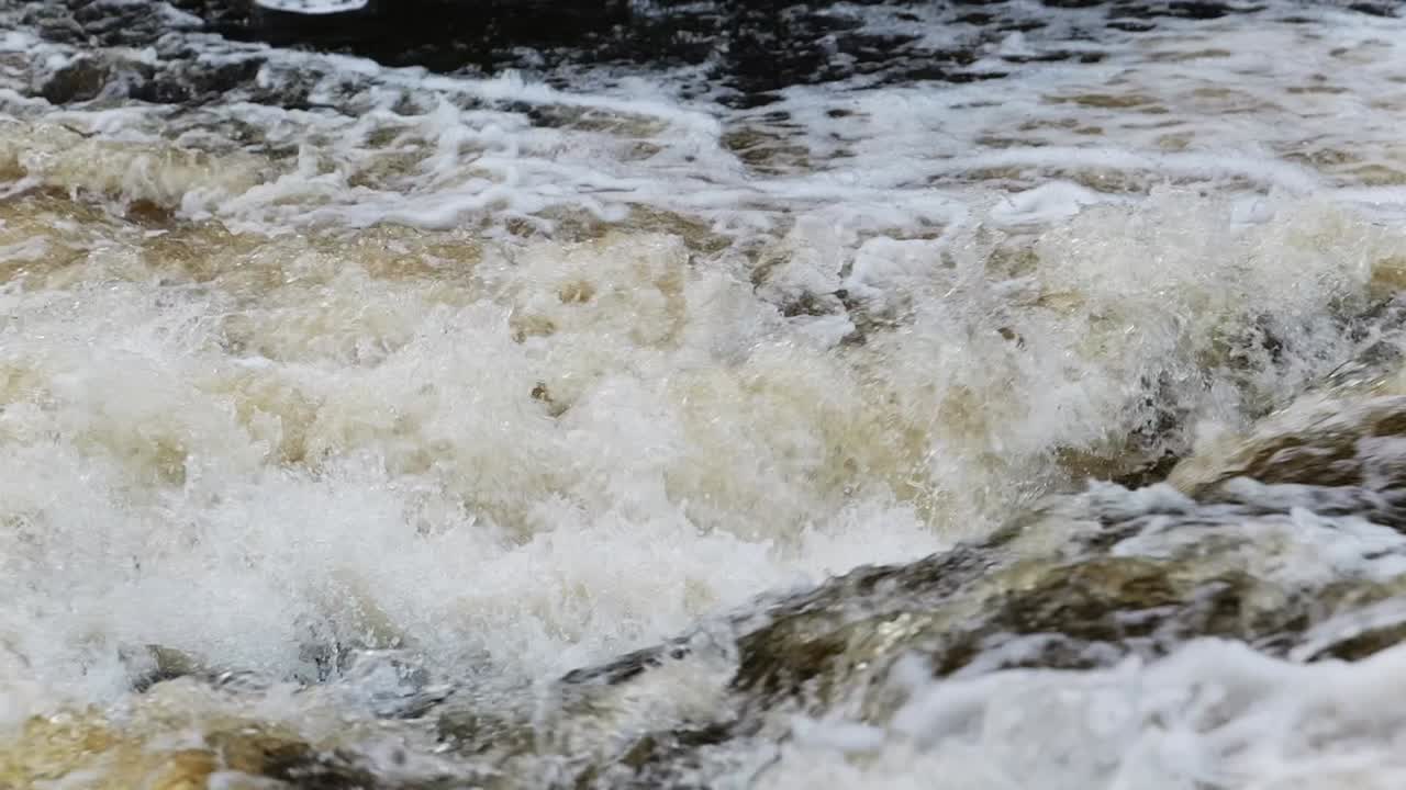 Multiple atlantic salmon leaping from the white waters of a Scottish river trying to reach the spawning grounds upstream. Tripod- Slow Motion