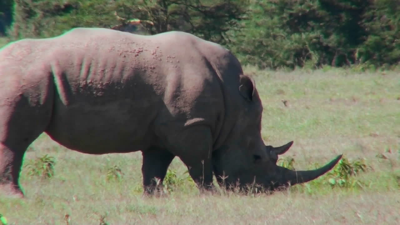 코뿔소가 아프리카 평원에서 풀을 뜯고 있다