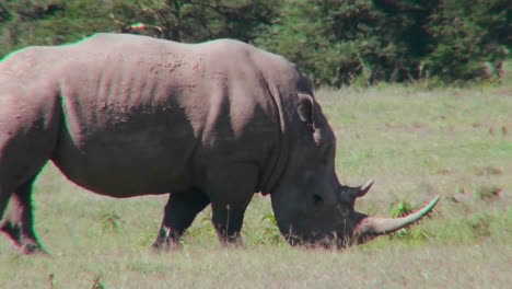 A-rhino-grazes-on-the-plains-of-Africa