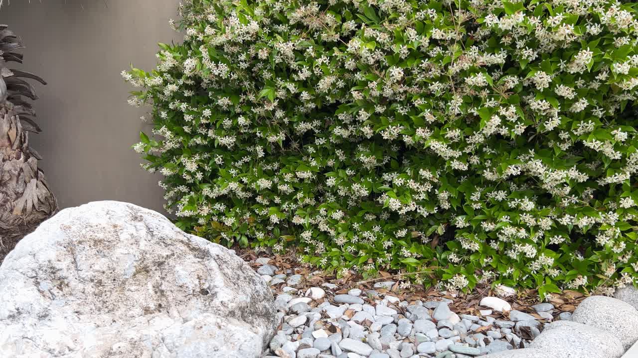 재스민 관목에서 돌 정원 장식으로의 파노라마  ⁇