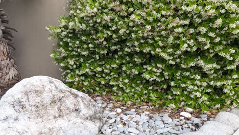 Panoramic-shot-from-Jasmine-shrub-to-stone-garden-decoration