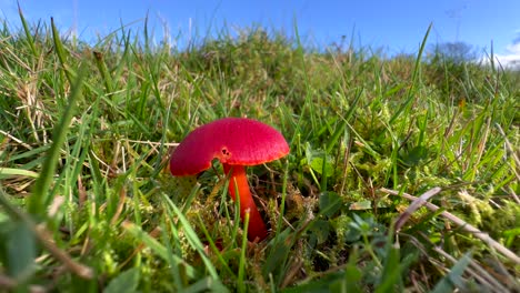 hongo de casquete de cera roja en la hierba