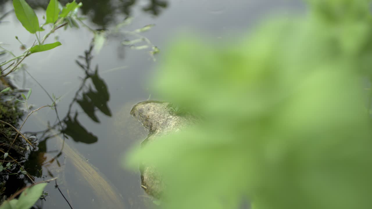 개구리는 돌에 앉아서 본다