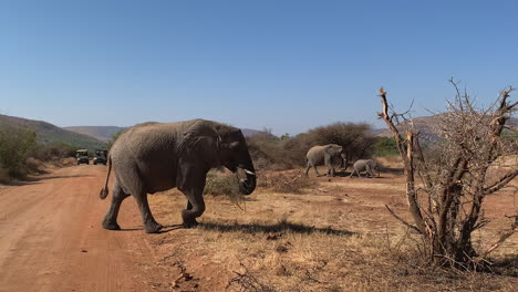 elephant herd crosses dirt road in front of safari vehicles, s africa