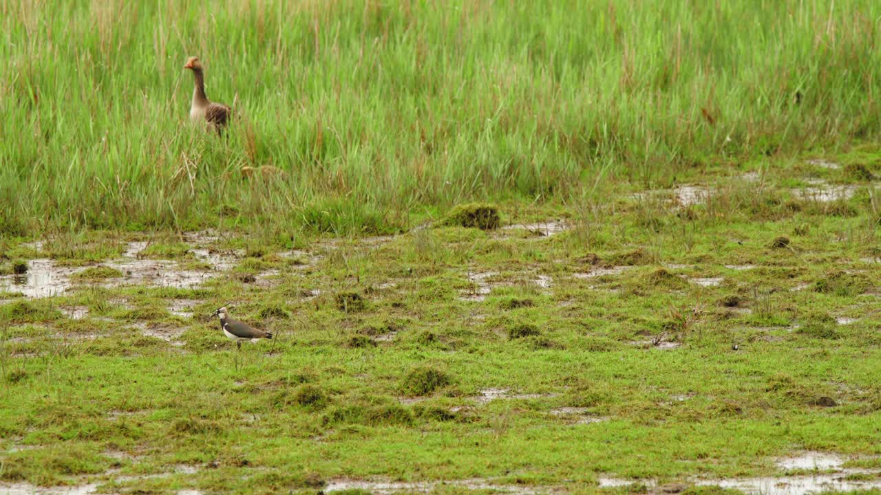 잔디로 된 습지에서 북쪽 lapwing, 잔디에 서있는 greylag 거위