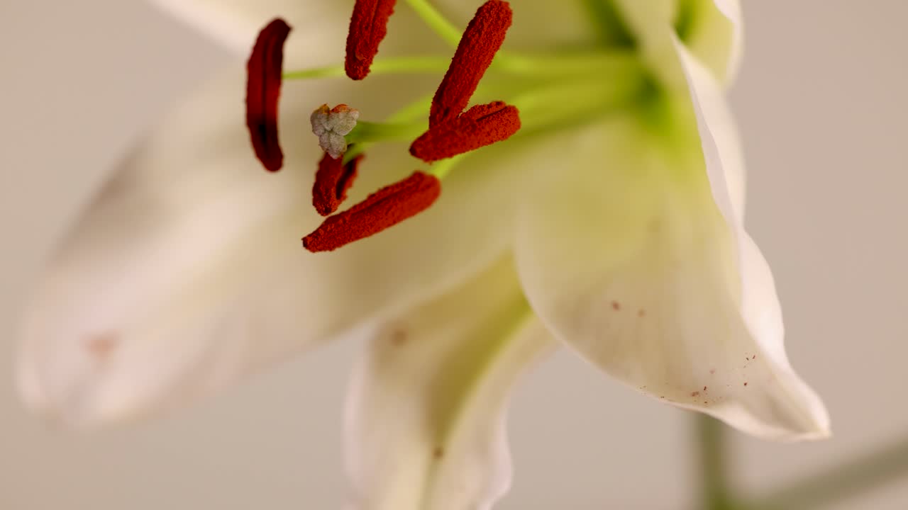 Detailed examination of a lily flower's stamen and petals in soft lighting, highlighting reproductive structures and natural beauty