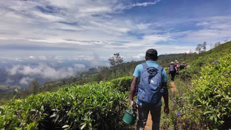 a traveler walks through vibrant tea fields in sri lanka, surrounded by stunning natural beauty and expansive views. the lush greenery provides a serene and immersive hiking experience.