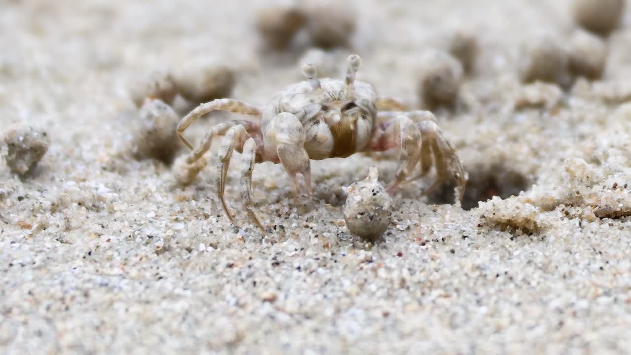 A ghost crab skillfully maneuvers through sand balls on a textured beach surface.