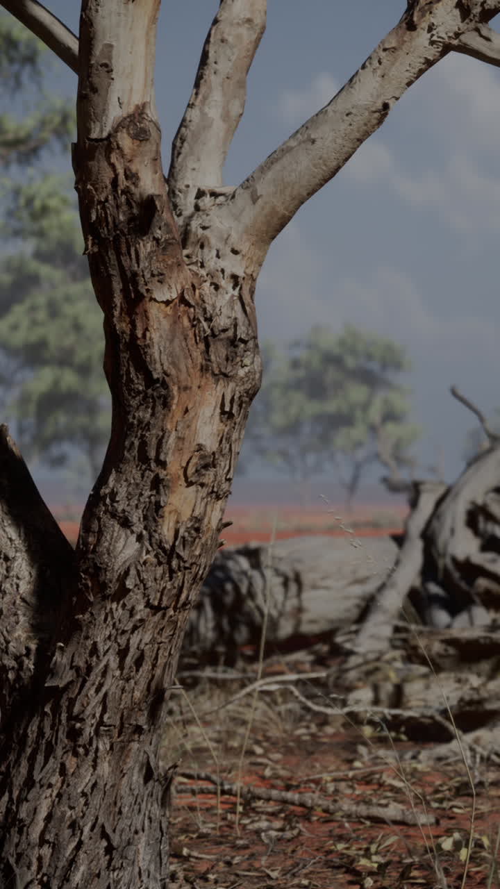 건조 한 풍경 에 있는 거친 나무 줄기 의 클로즈업