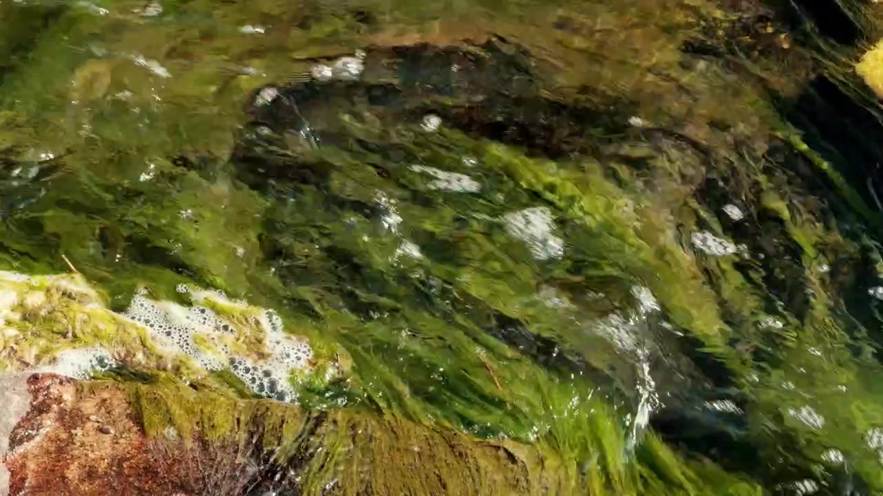Clear creek current moves over rocks and swaying underwater moss.