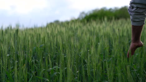 a farmer is crossing his hand over the wheat field