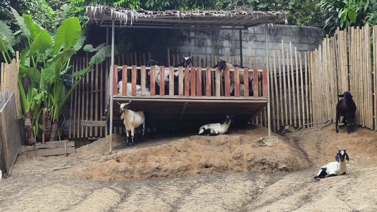 농촌 야외 창고 에서 휴식 하는 염소 들