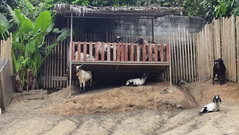 cabras relajándose en un corral al aire libre rústico