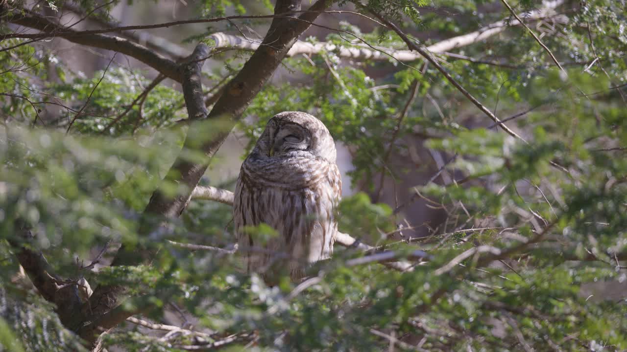 Uma coruja-barrada pousada num galho baixo em meio a sub-bosque denso, parcialmente oculta por folhas e arbustos, sua plumagem barrada se camuflando com o chão da floresta