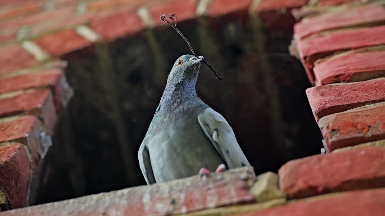 Wild pigeon scene highlighting nesting instinct in old urban environment