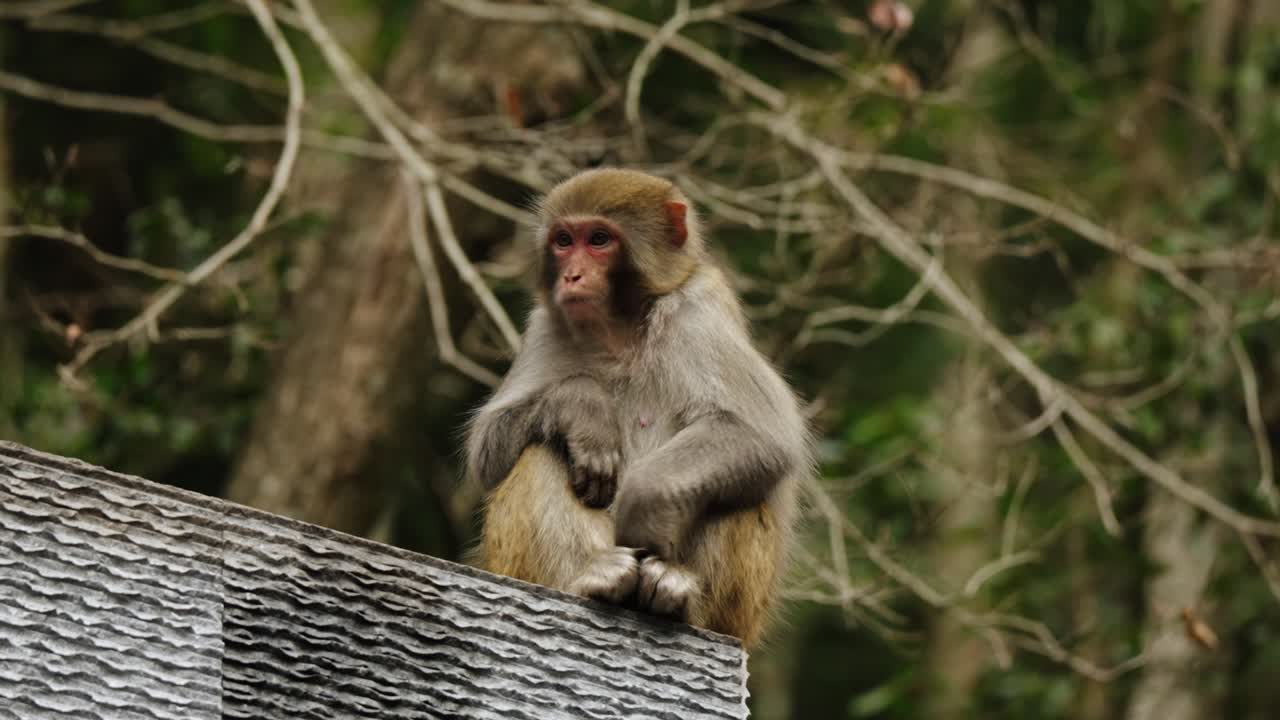 A Tibetan macaque (Macaca thibetana) sits calmly on a roof beam, surrounded by dense forest in Zhangjiajie, China.