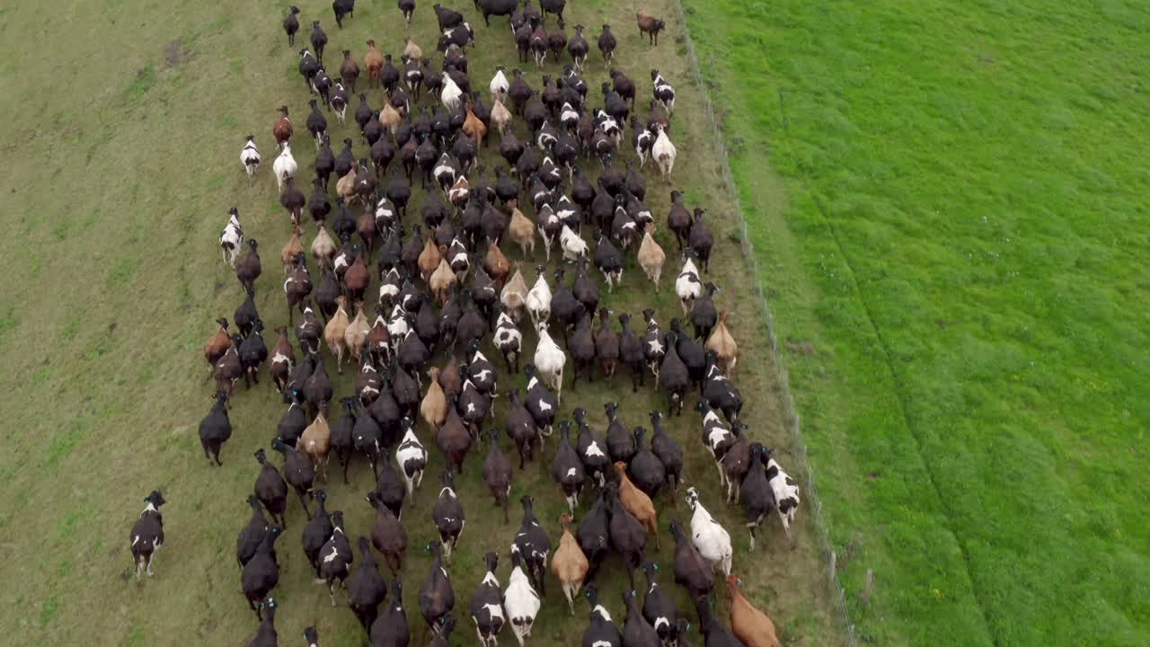 새로운 신선한 초원, 뉴질랜드로 함께 이동하는 소 떼