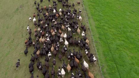 herd of cows moving together to new fresh grassland, new zealand