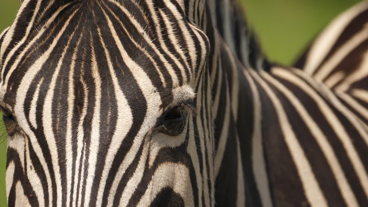 vista frontal, primer plano de los ojos y la cara de cebra, parque addo, sudáfrica
