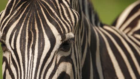 Vorderansicht,-Nahaufnahme-Von-Zebraaugen-Und--gesicht,-Addo-Park,-Südafrika