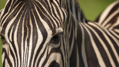 front view, close up of zebra eyes and face, addo park, south africa