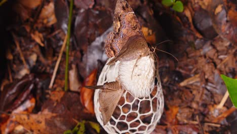 striking phallus indusiatus fungus stands with butterflies drinking juice from it among the leaf litter in peru’s dense amazon jungle.
