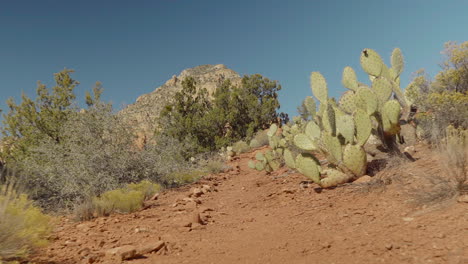 Sedona-Wanderweg,-Der-Durch-Kakteen-Führt