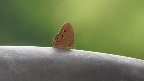 Mariposa-En-Silla---Comiendo-Comida