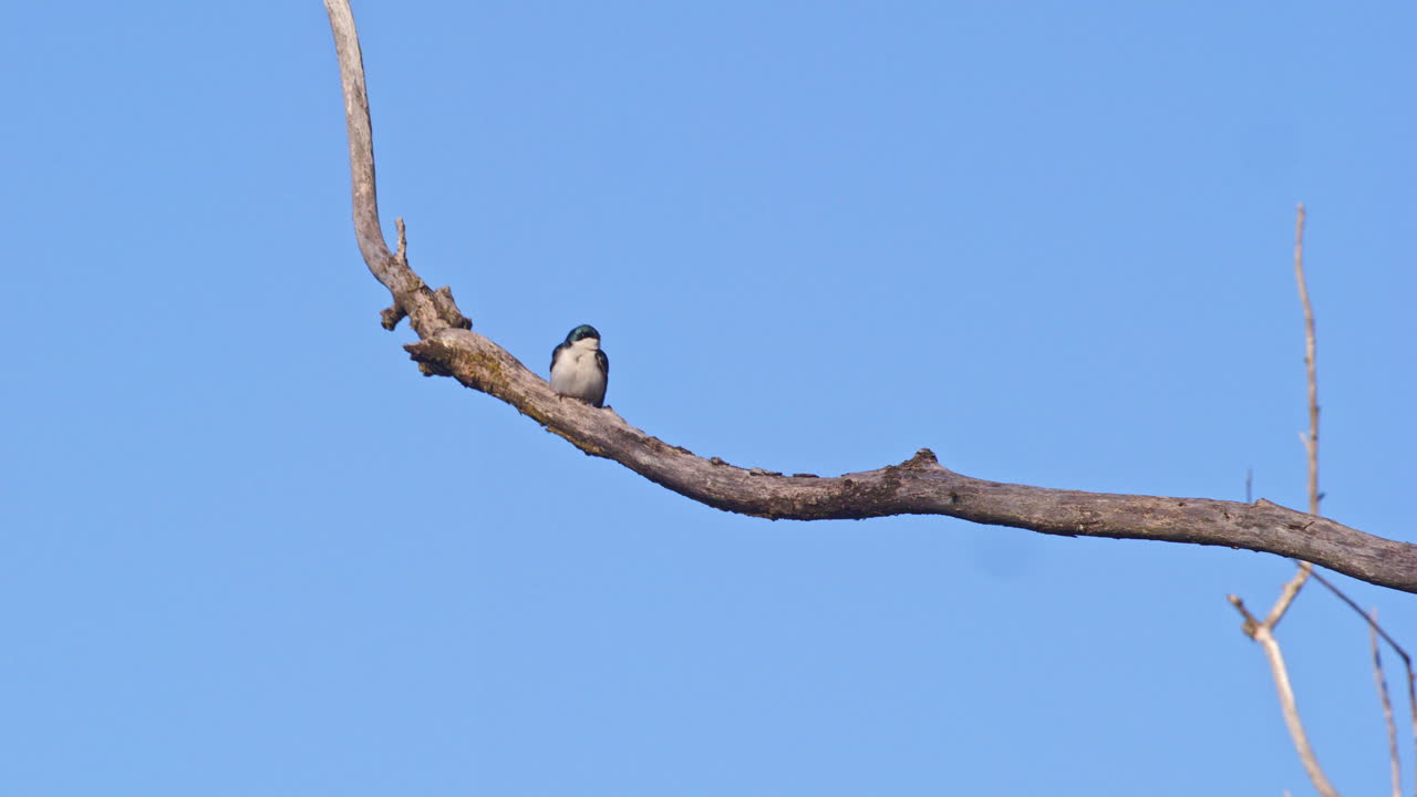 Slow-motion spectacle of purple martins in spring courtship flights.