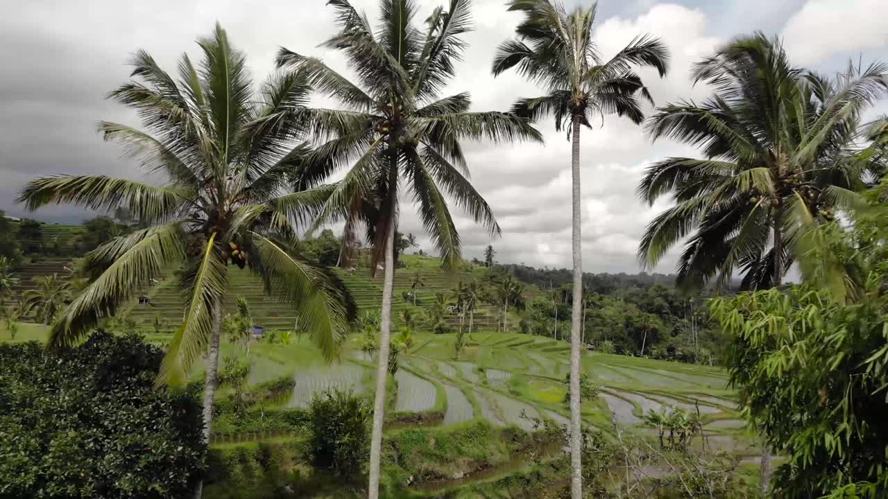 volando más allá de las palmeras que revelan terrazas de arroz en un valle