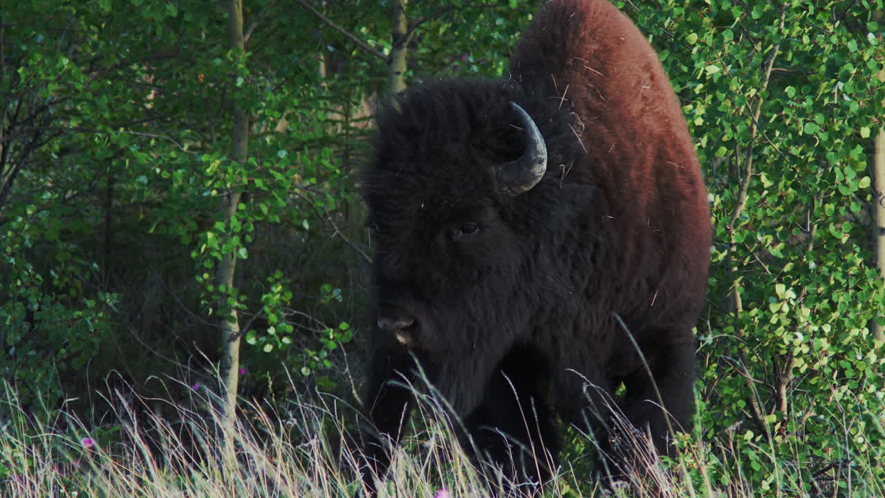 bisonte de montaña en un día de viento en el parque nacional de kluane, territorio de yukon, canadá