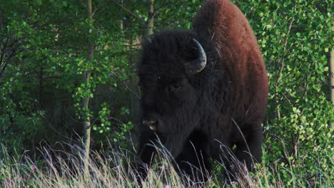 Mountain-Bison-On-Windy-Day-At-Kluane-National-Park,-Yukon-Territory,-Canada