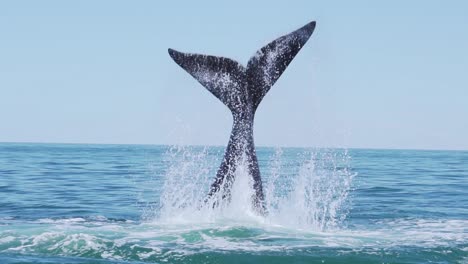 a beautiful and gentle southern right whale slapping it's tail on the surface of the waves in puerto pirámides, patagonia - slow motion