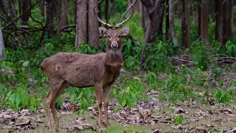 Der-Eldhirsch-Ist-Aufgrund-Von-Lebensraumverlust-Und-Jagd-Eine-Vom-Aussterben-Bedrohte-Art